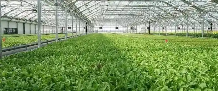 Profitable Rooftop Farming Business, How To Start Terrace Gardening Business
